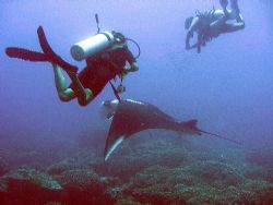 manta encounters by Gordana Zdjelar 